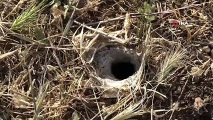 Muşlu çiftçilerin çekirge endişesi