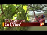 Grapes In Odisha? Village Woman’s Efforts Will Surprise You | OTV News