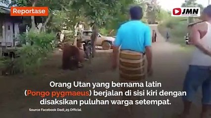 REPORTASE -  HEBOH! ORANG UTAN MASUK PEMUKIMAN WARGA DESA LUSAN KALTIM
