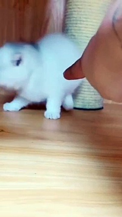 OMG! Cute cats funny video complication 2021