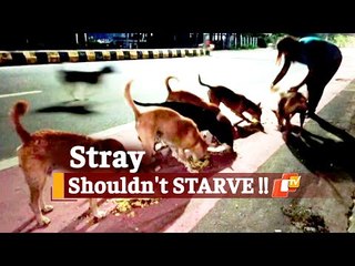 Odisha Govt Asks ULBs To Feed Stray Animals During Lockdown | OTV News