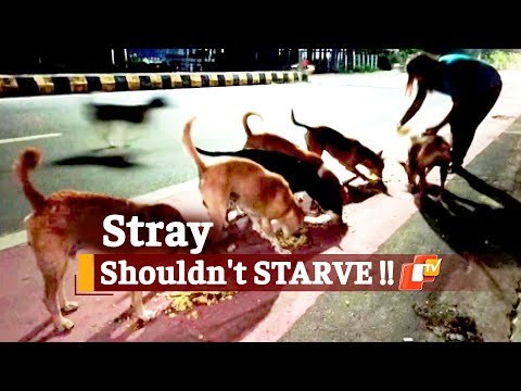 Odisha Govt Asks ULBs To Feed Stray Animals During Lockdown | OTV News