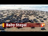 Hundreds Of Baby Olive Ridley Turtles Trundle Towards Sea After Emerging From Eggs | OTV News