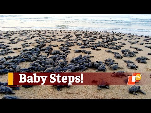 Hundreds Of Baby Olive Ridley Turtles Trundle Towards Sea After Emerging From Eggs | OTV News