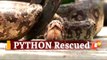Python Inside Medicine Store: 5-Feet-Long Python Rescued In Odisha | OTV News