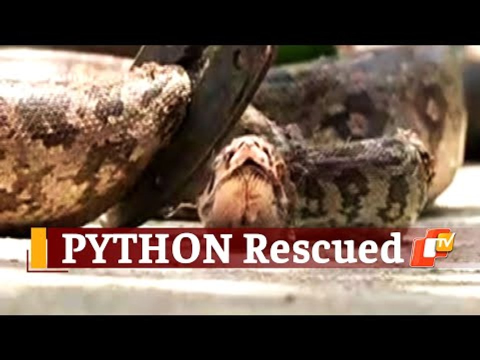 Python Inside Medicine Store: 5-Feet-Long Python Rescued In Odisha | OTV News