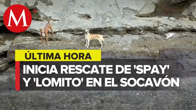 Comienza rescate de perritos atrapados en el socavón de Puebla