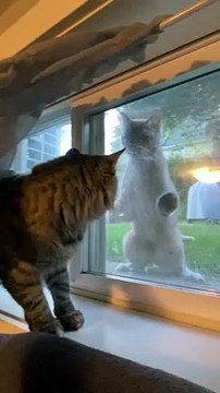 Neighbor Cat Sneaks up on Cat Staring Out of the Window