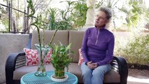 A Houseplant That Grows In Water: Lucky Bamboo Care Tips / Joy Us Garden