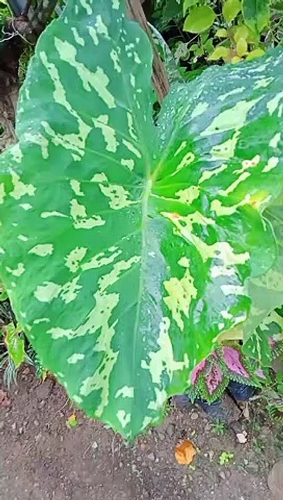 tip please and i will tip back