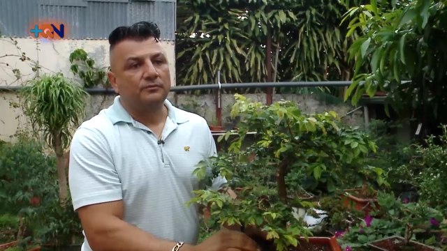 mqn-Visitamos al Doctor de los Bonsai-100621