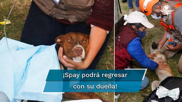 Rescatan a los dos perros que cayeron en socavón de Puebla