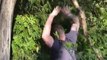 Guy Jumps and Tries to Hang on Tree Branch but Falls as it Breaks and Hits his Head