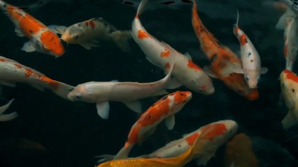 6 min Quiet Relaxing Meditation Music, Calm Meditation Music, Study Music, Colorful Fish Swiming