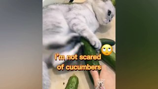 Cucumbers Scare The Life Out Of Cats - Pets Town