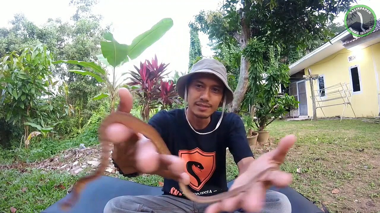 Mengenal Ular Siput