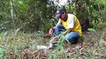 Melepaskan Ular Berbahaya ke Hutan