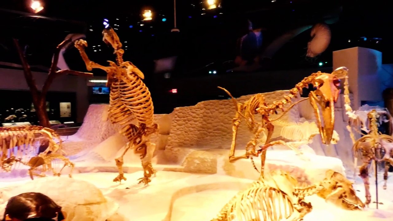 The Natural History Museum (Gainesville, FL) - Travel VLOG Video Tour & Review