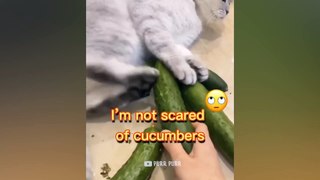 Cucumbers Are Cat's Enemy - Funny Pet Reaction - Purr Purr
