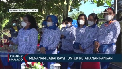 Lantamal VIII Menanam Cabai Rawit Untuk Ketahanan Pangan