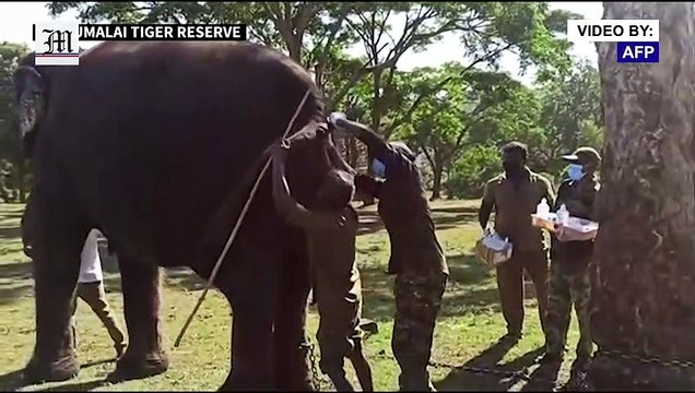 Elephants in Indian wildlife sanctuary given Covid tests