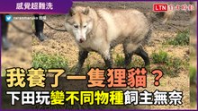 咦？我有養狸貓嗎？哈士奇衝入田裡 腳沾滿泥巴飼主超無奈