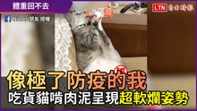 像極了居家防疫的我！ 吃貨貓啃肉泥呈現「超軟爛姿勢」