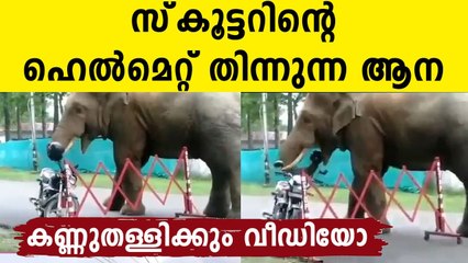 Wild elephant eats helmet in viral video from Guwahati: Watch Video