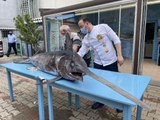 Saros Körfezi'nde yakalanan dev kılıç balığı ilgi gördü