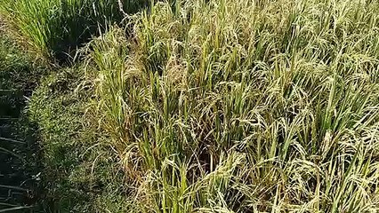 Jual sawah di cianjur 3 kotak mantap
