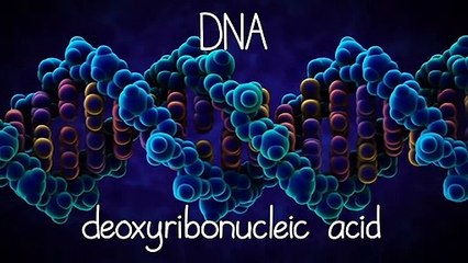The Structure of DNA