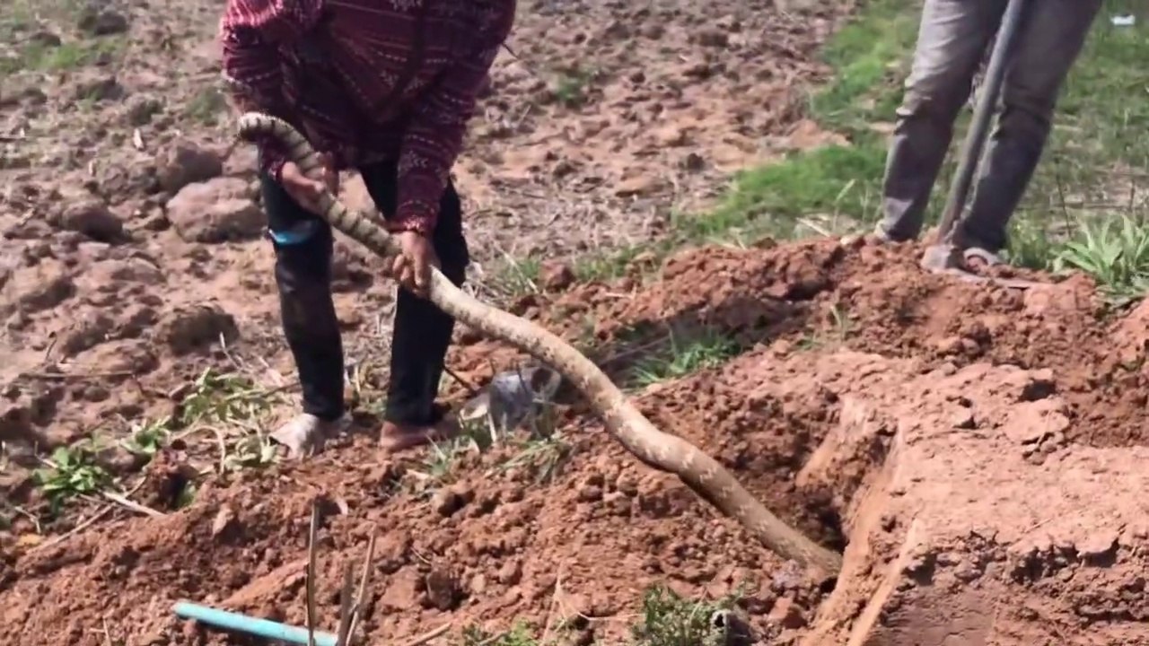 Cobra Catching TV- Dig a cave to catch a Snake Episode 38 - How to catch a Ptyas mucosa