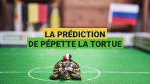Belgique - Russie : la prédiction de pépette la tortue