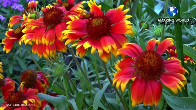 सतगुरु महाराजी भजन | Prem rawat bhajans | Satguru maharaji sab kuch apne diya bhajans | | Guru maharaji bhajan | | Satguru maharaji bhajans