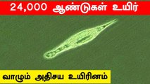 24,000 ஆண்டுகளாக உறைபனியில் உயிர் வாழும் உயிரினம் |  Bdelloid Rotifers |Oneindia Tamil