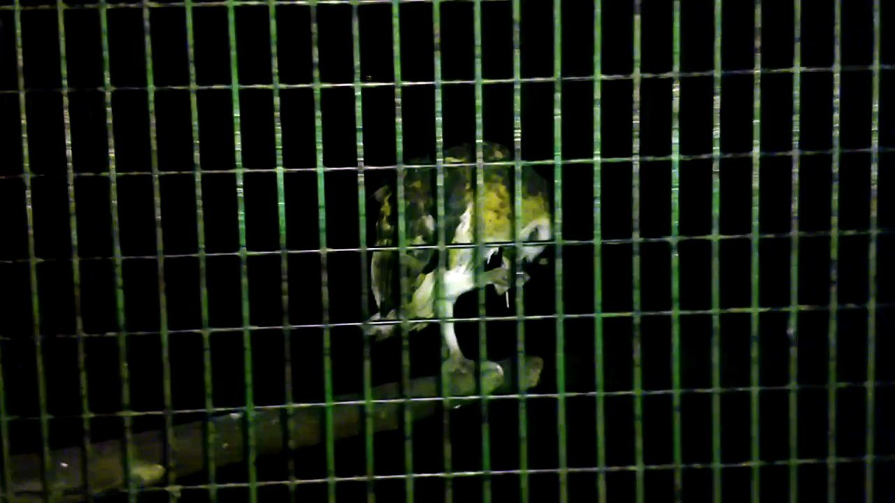 philippines zoo owls