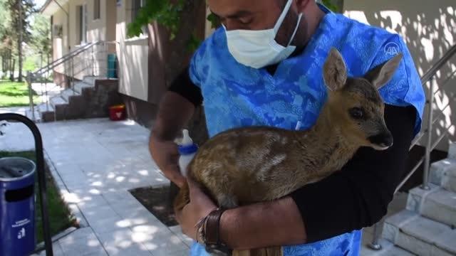 Ormanda bulunan 2 aylık karaca yavrusu koruma altına alındı
