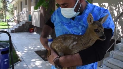 Ormanda bulunan 2 aylık karaca yavrusu koruma altına alındı