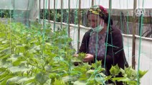 Yerli tohumlardan üretilen fidelerde İstanbullulara doğal ürünler yetiştiriliyor