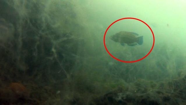 Müsilajın deniz altındaki tahribatı görüntülendi! Marmara'nın altı üstünden daha fena