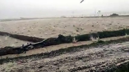 Sinop'ta taş gibi yağan dolu tarlaları bu hale getirdi