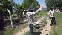 Çeltik tarlaları drone ile ilaçlanıyor