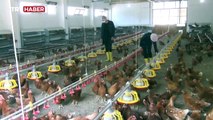 Okulun bahçesinde tavuk kümesi kuruldu