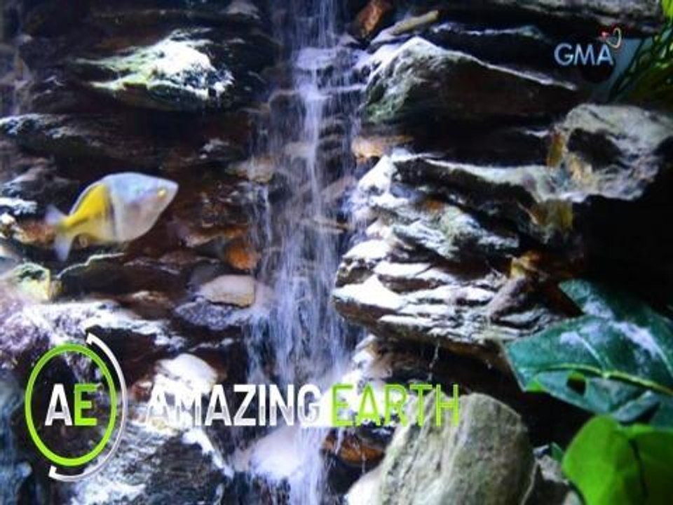 Amazing Earth: Aquascaping 101