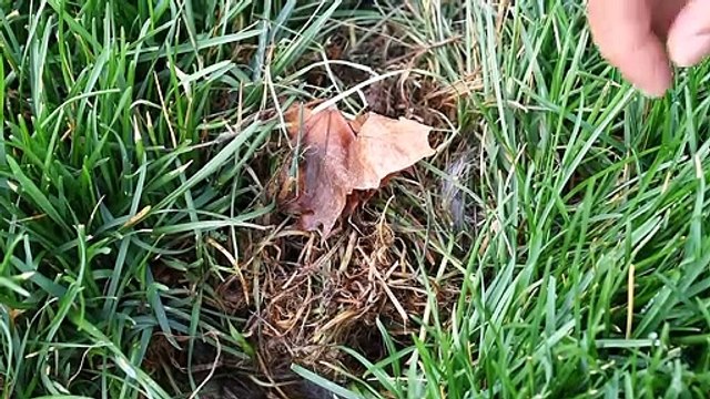 Regardez ce qui se cache dans ce trou dans l'herbe du jardin... Trop mignon