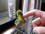 Un oiseau qui adore les calins