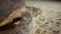 South Pacific - Sea Turtules | ಈ ಆಮೆಗಳ ಜೀವನ ಎಷ್ಟು ಕಷ್ಟ ಗೊತ್ತಾ | Going Wild EP 21