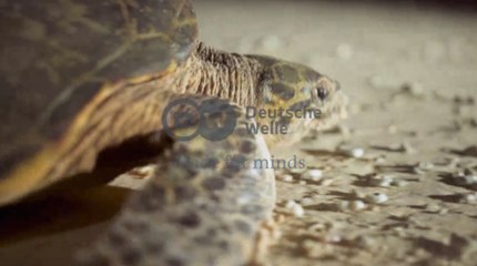 South Pacific - Sea Turtules | ಈ ಆಮೆಗಳ ಜೀವನ ಎಷ್ಟು ಕಷ್ಟ ಗೊತ್ತಾ | Going Wild EP 21