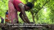 Côte d'Ivoire: la forêt de la Téné, ultime rempart contre la déforestation