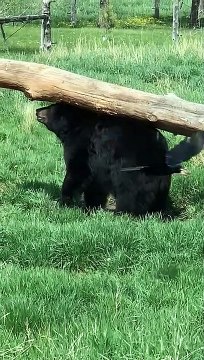 Smart Bear Scratches Itch